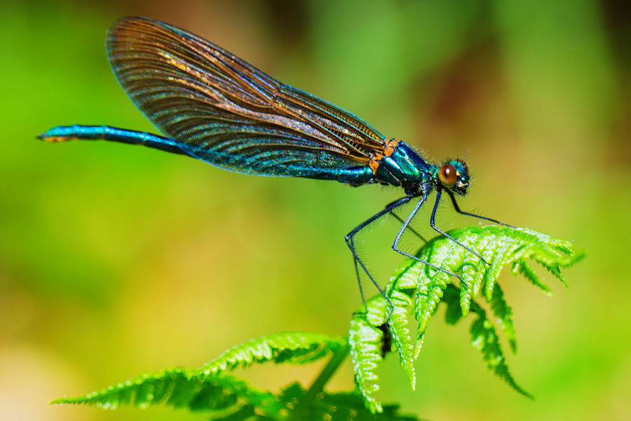 Libelle
