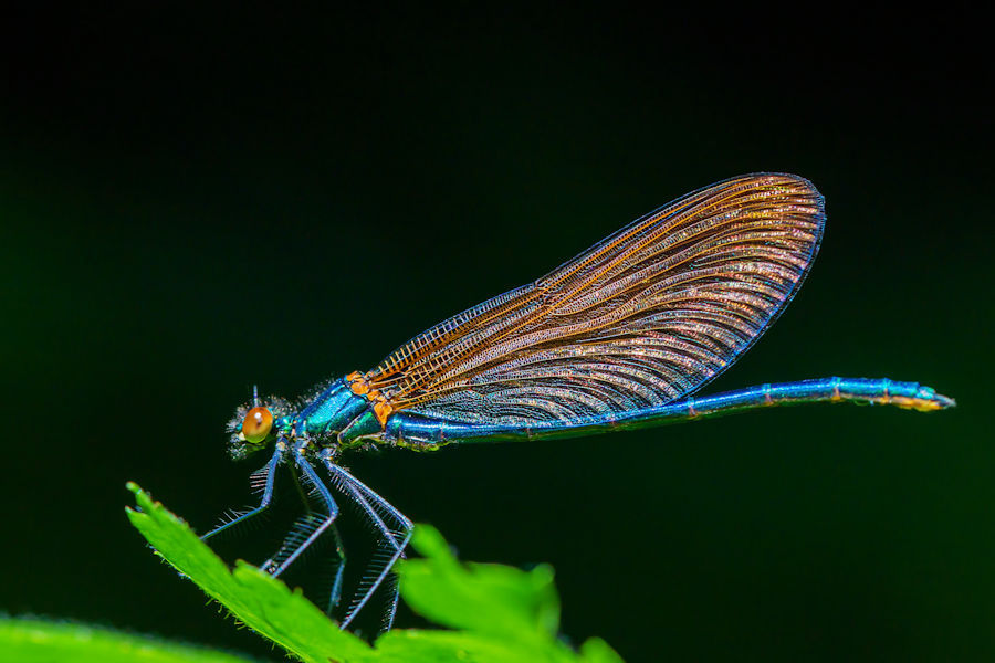 Libelle