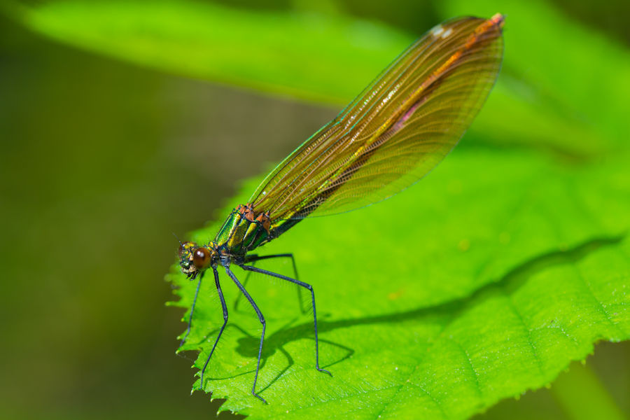 Libelle