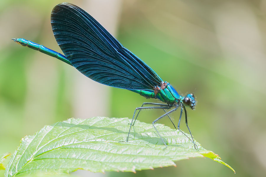 Blauflügel Prachtlibelle