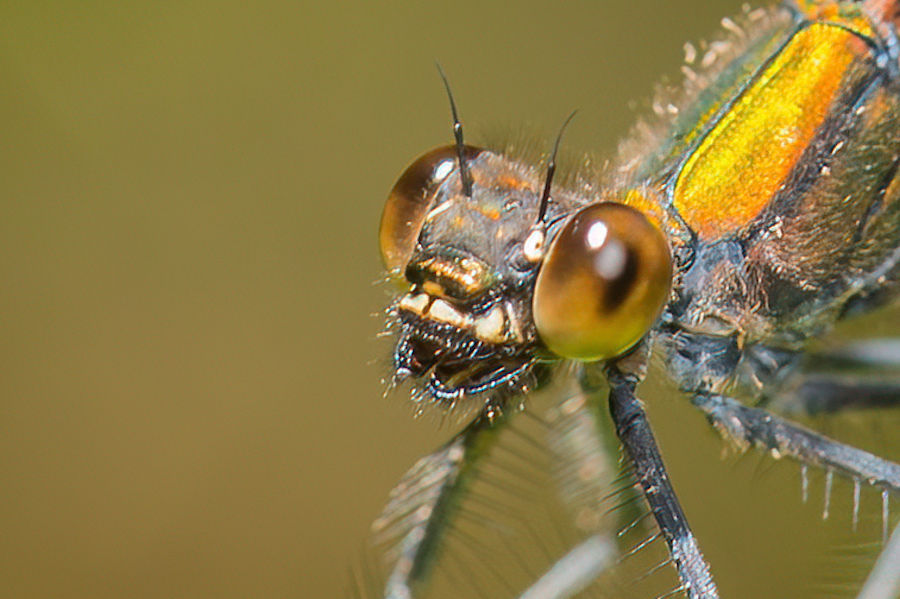Libelle