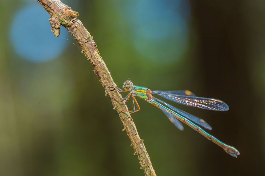 Libelle
