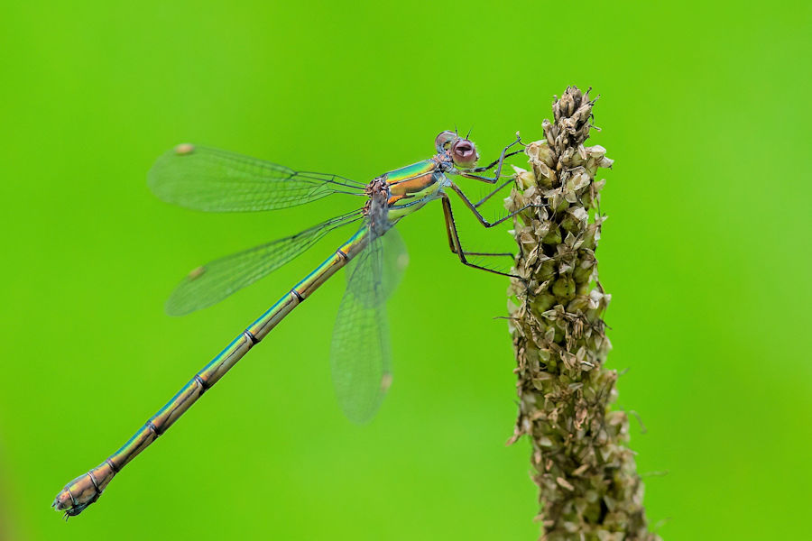 Libelle
