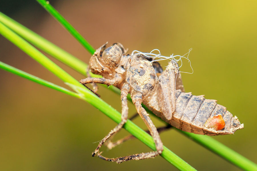 Haut einer Libelle nachdem diese sich von einer Larve zur Libelle verwandelt hat