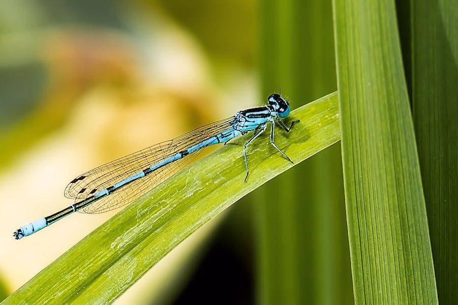 Blaue Federlibelle
