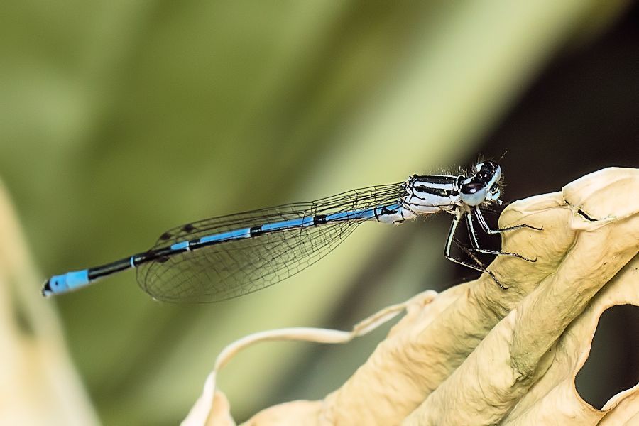 Blaue Federlibelle