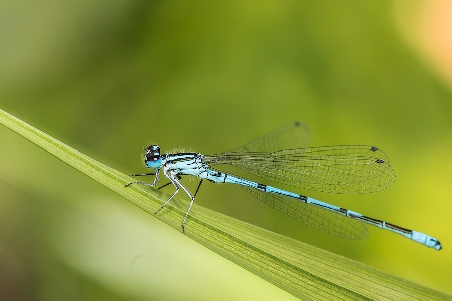 Blaue Federlibelle