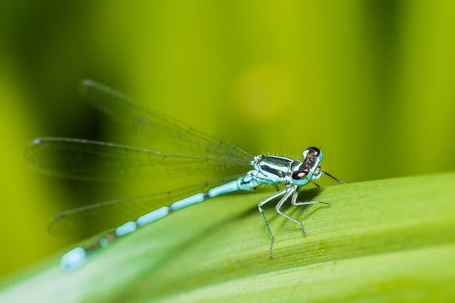 Blaue Federlibelle