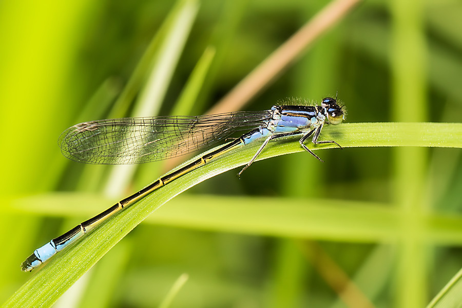 Blaue Federlibelle