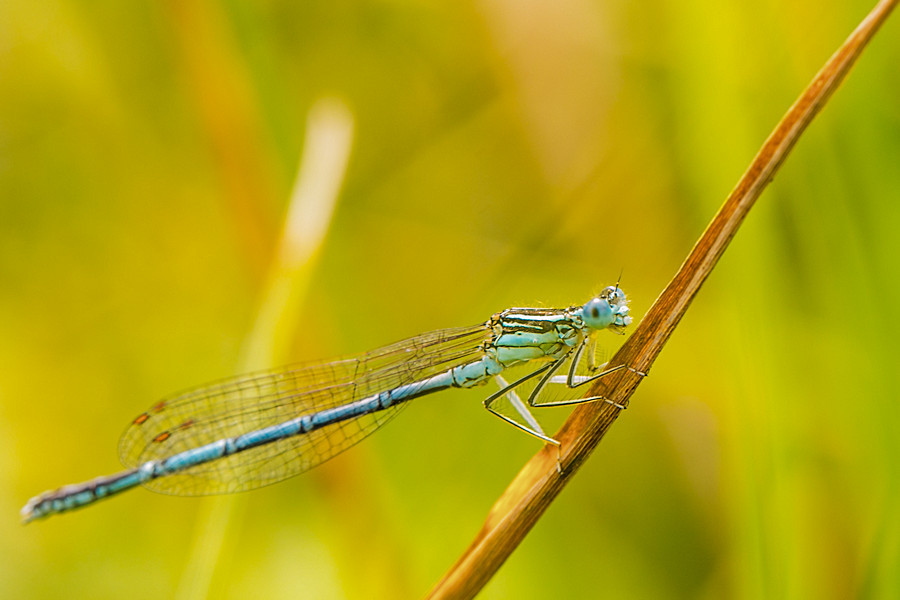 Blaü Federlibelle
