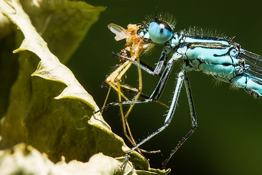 Blaue Federlibelle beim Mittagessen