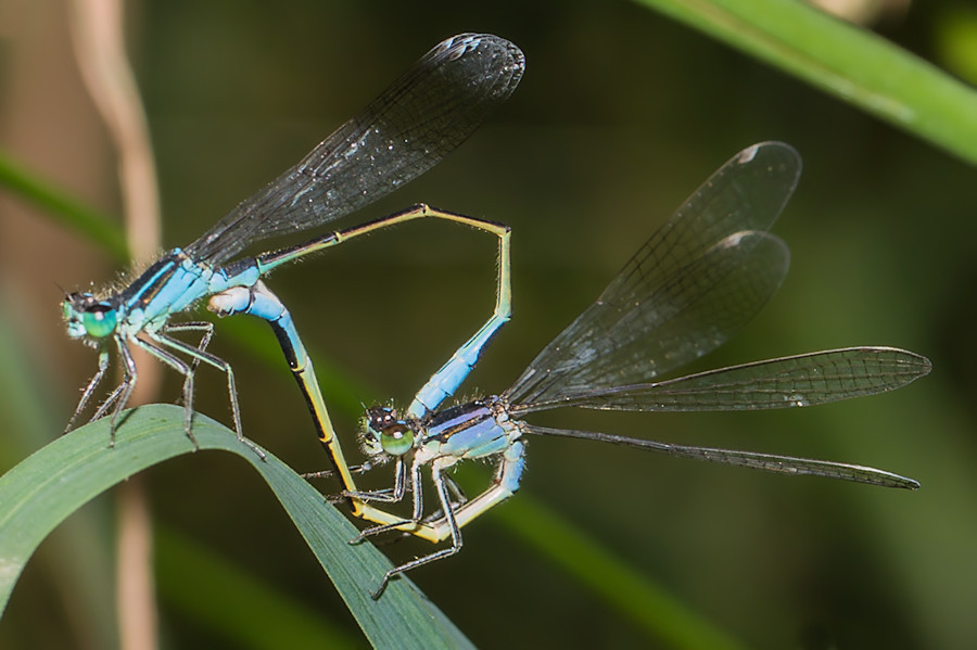 Blaue Federlibellen
