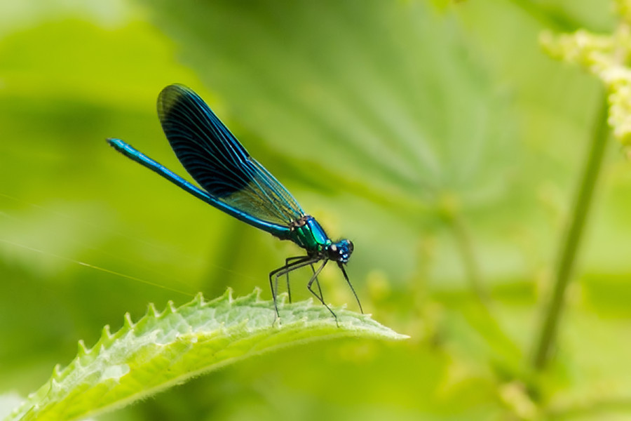 Blauflügel Prachtlibelle