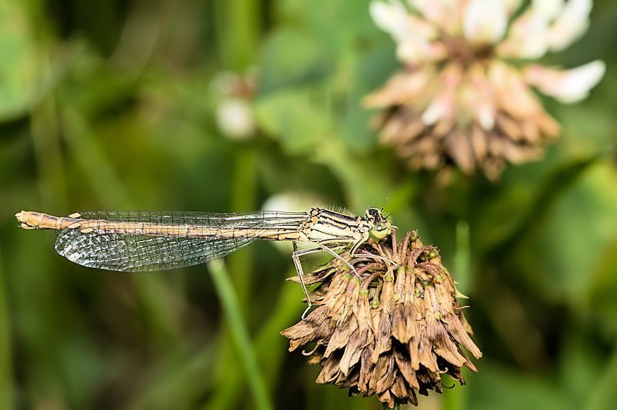 Federlibelle