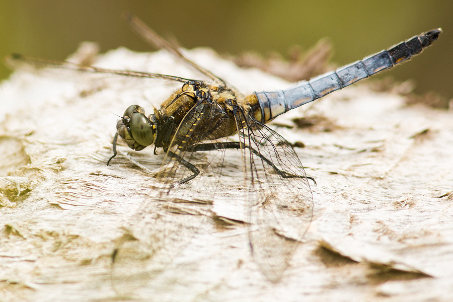 Grosser Blaupfeil Libelle