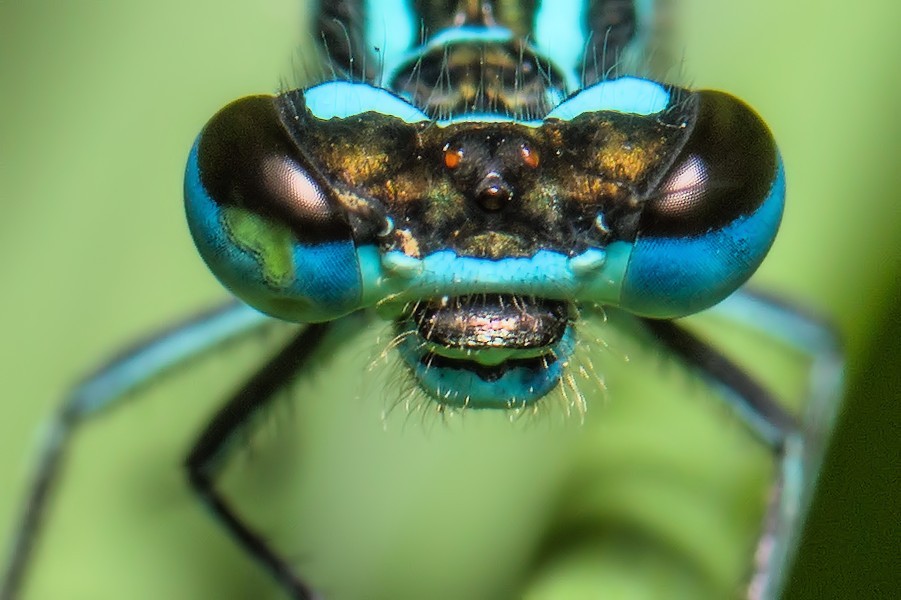 Kopf einer Blauen Federlibelle