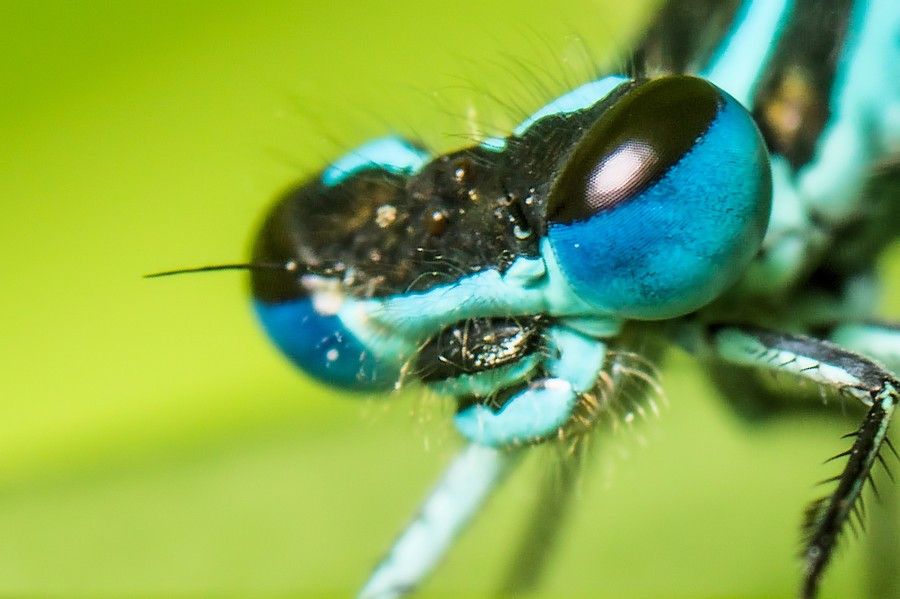 Kopf einer Blauen Federlibelle