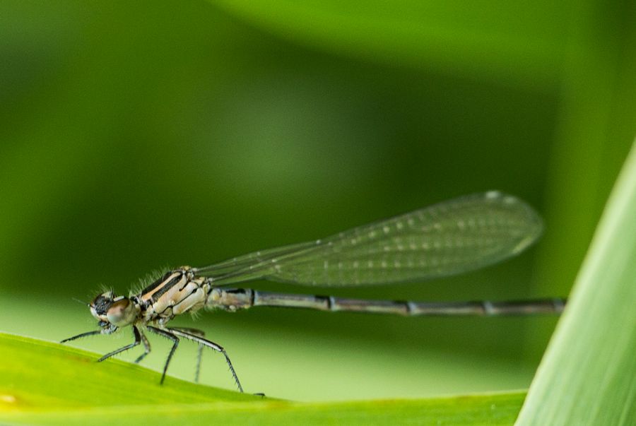Libelle