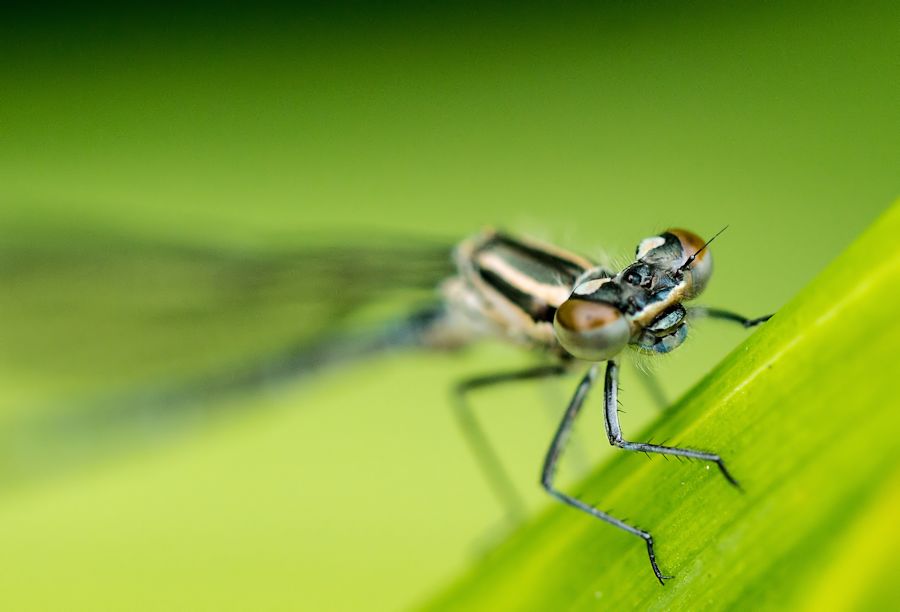 Libelle