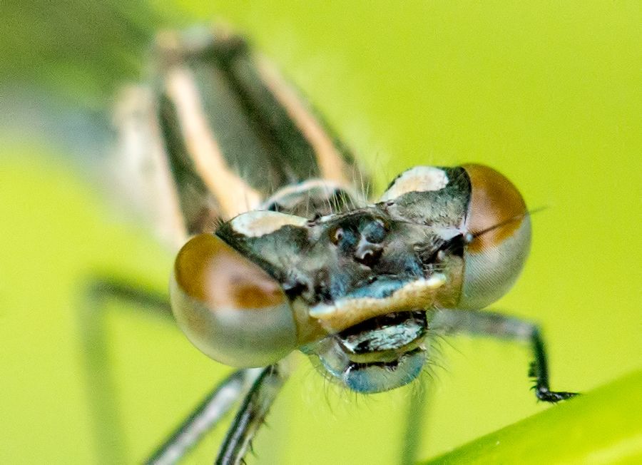 Libelle