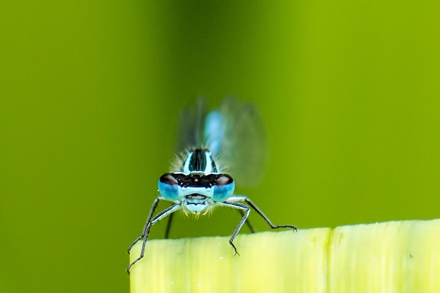 Libelle