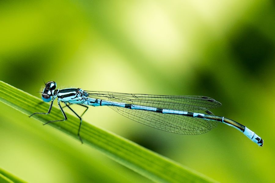 Libelle