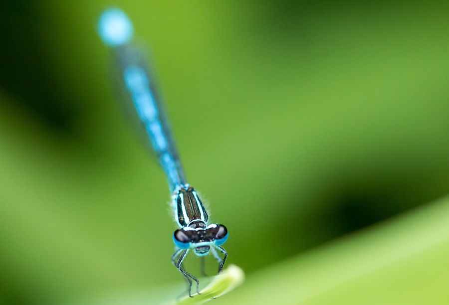 Libelle