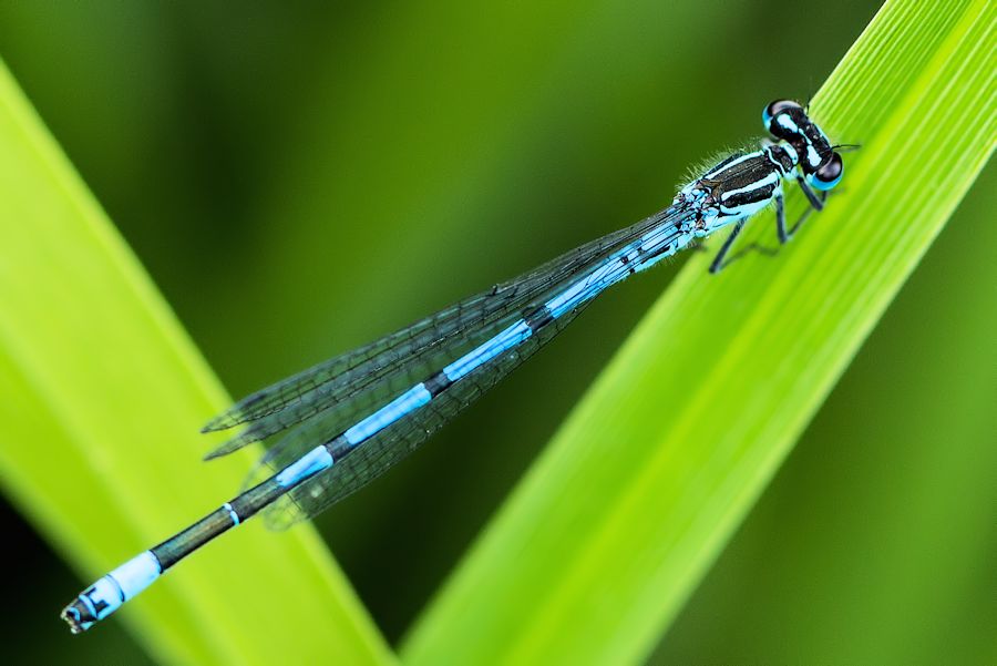Libelle