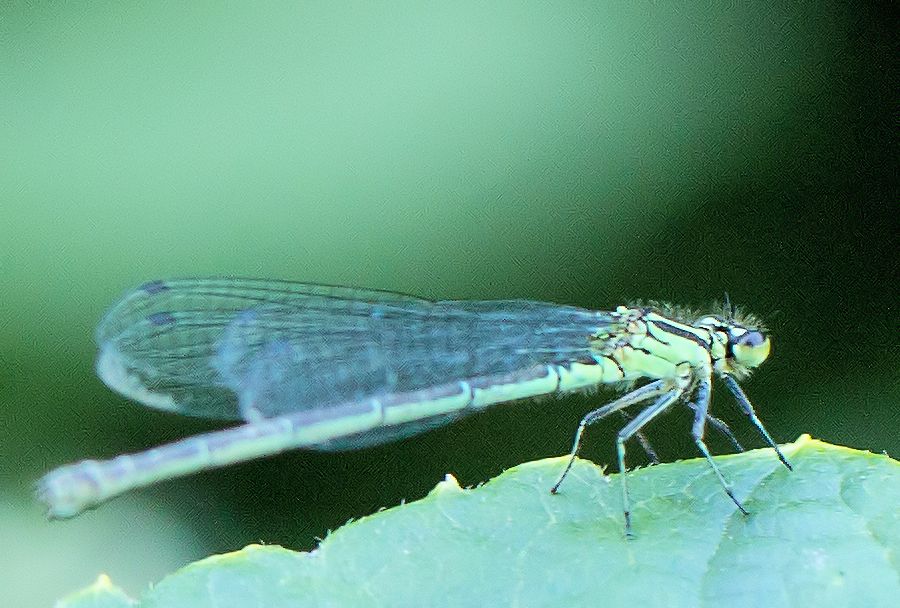Libelle
