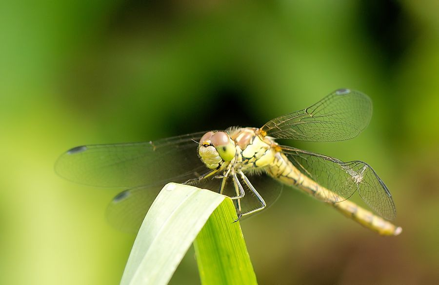 Libelle