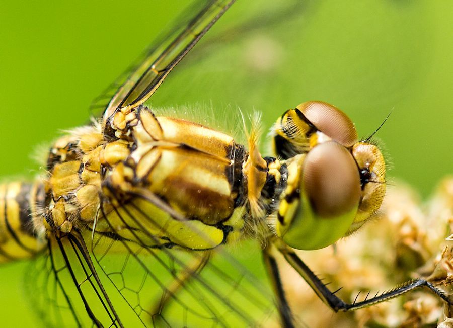 Libelle