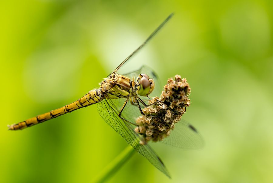 Libelle