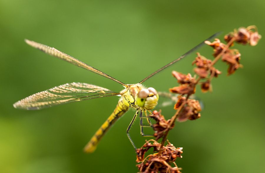 Libelle