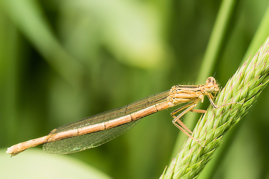 Libelle