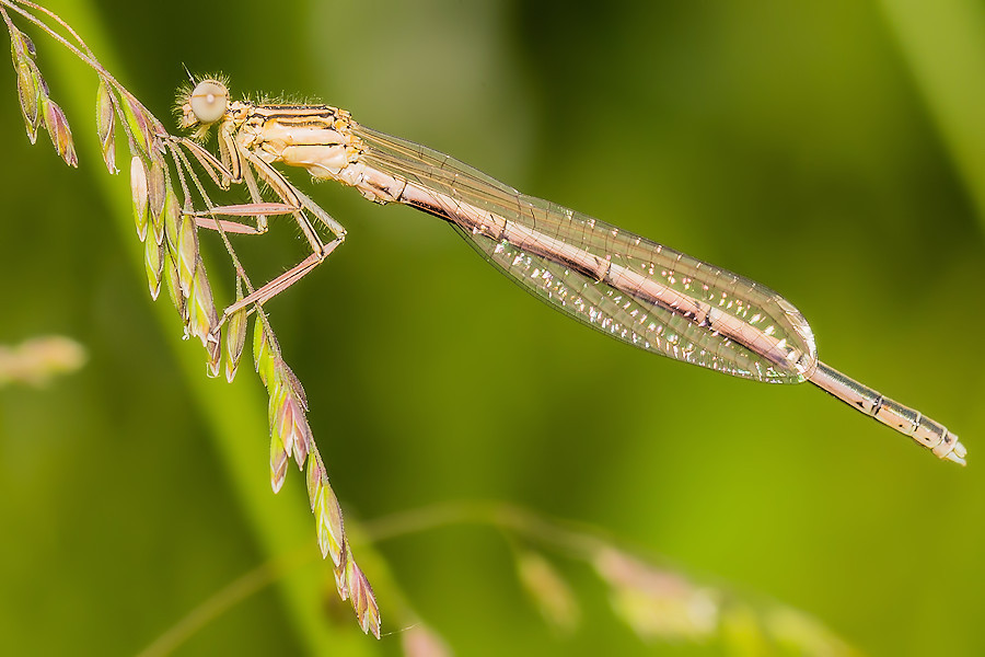 Libelle
