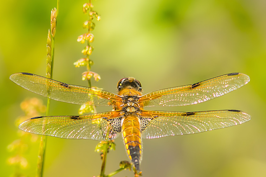 Libelle