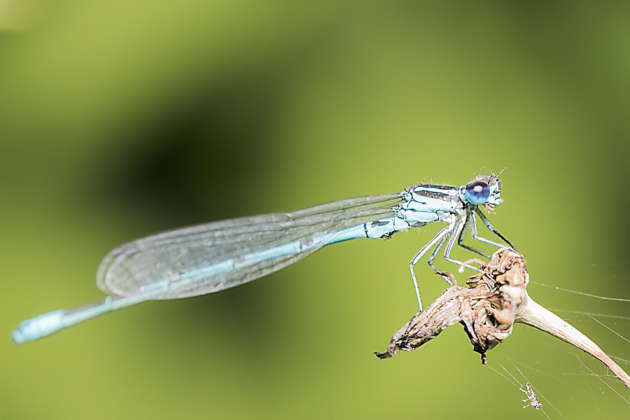 Libelle
