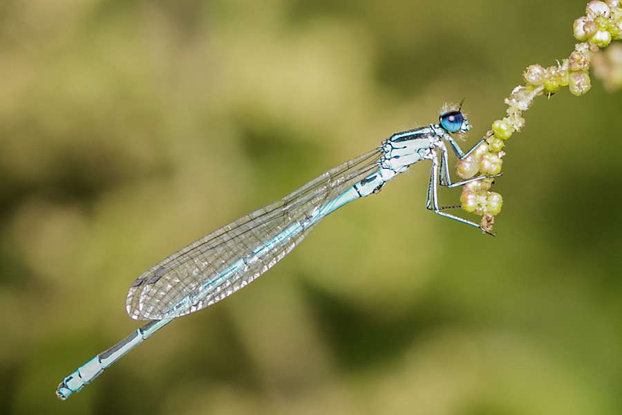 Libelle