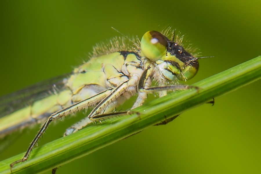 weibliche Blaue Federlibelle