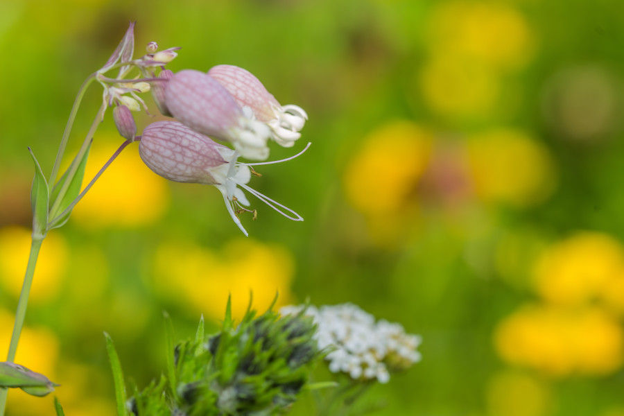Blüte