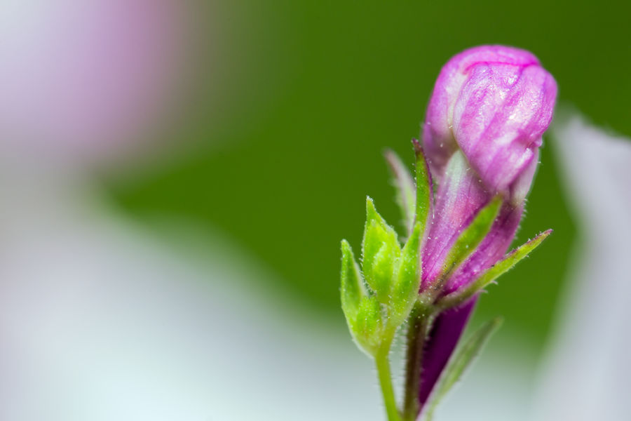 Blüte
