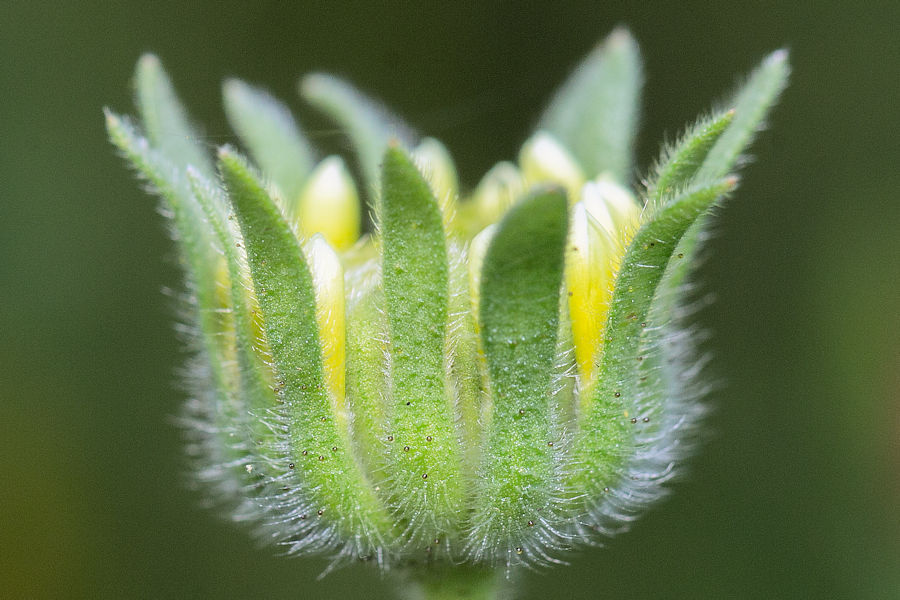 Blüte