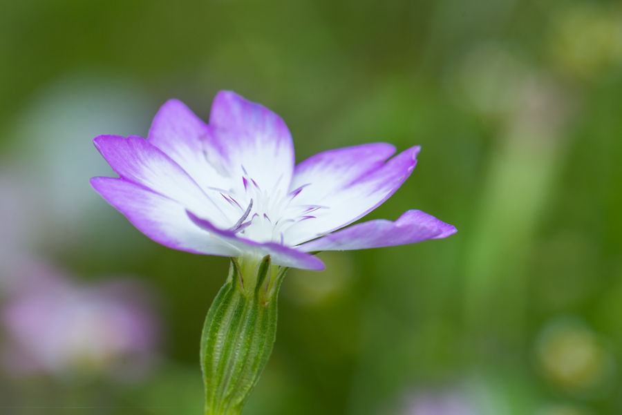 Blüte