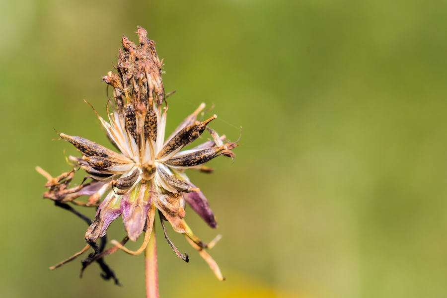 Blüte