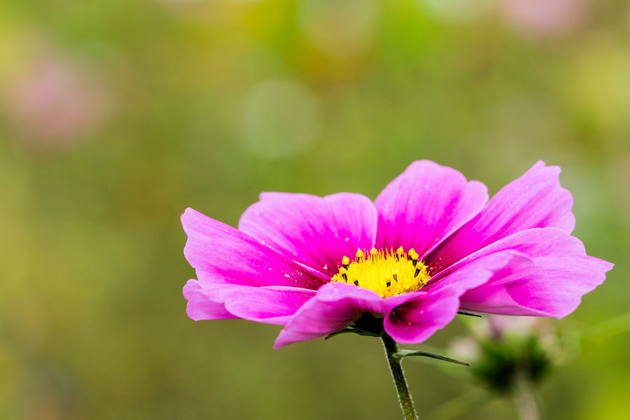 Blüte