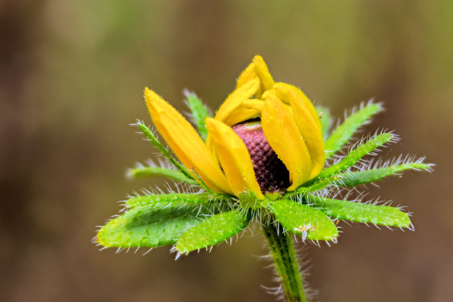 Blüte