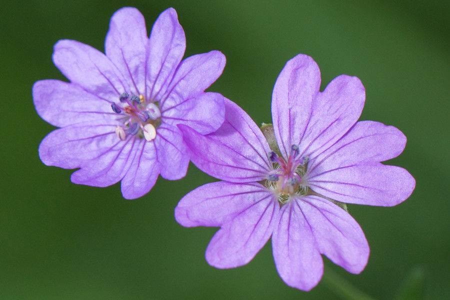 Blüten
