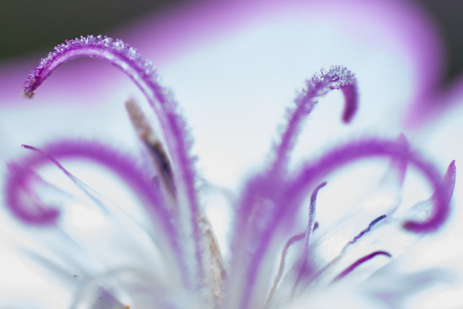 Blütendetails