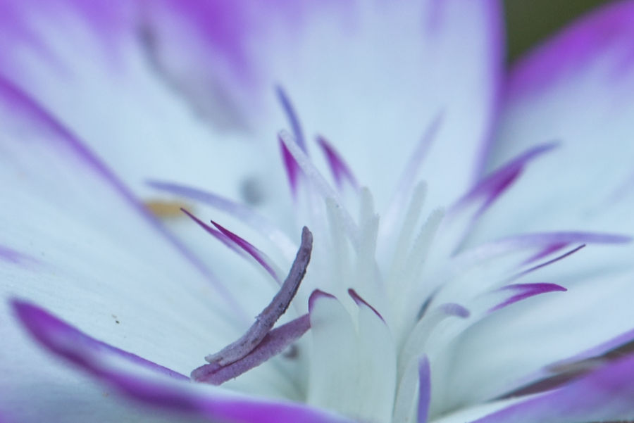 Blütendetails