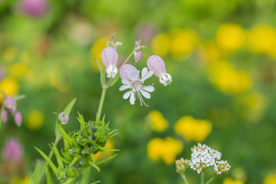 Blume